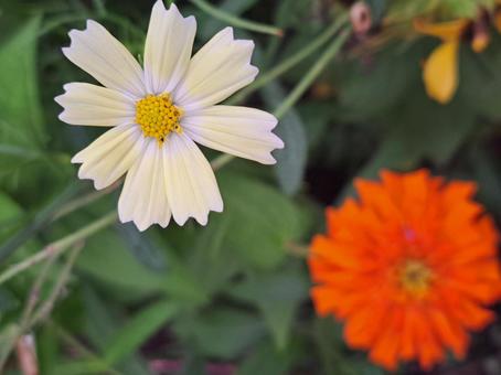 エキナセア1 エキナセア1 花,ガーデン,庭の写真素材