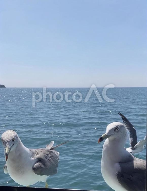 2羽のカモメ かもめ,海,ペアの写真素材