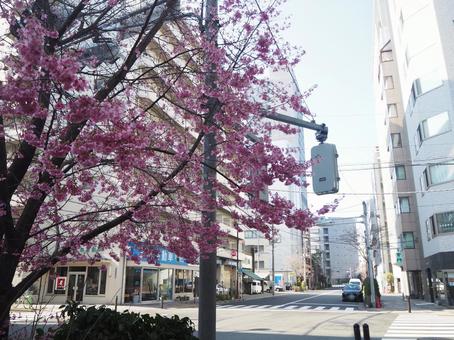 Photo, yaesu, shinkawa, plum, 