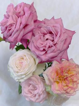 バラの花 バラの花 花,バラ,roseの写真素材