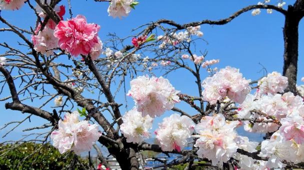 Photo, flower peach, flower, spring, 