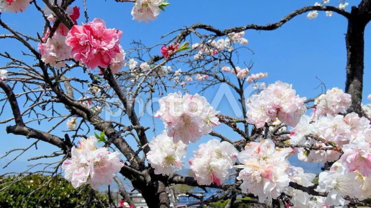 桃源郷公園に咲く鮮やかなハナモモ 花桃,花,春の写真素材