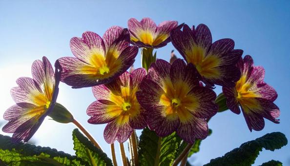 秋から春の花 プリムラ 秋から春の花 プリムラの写真