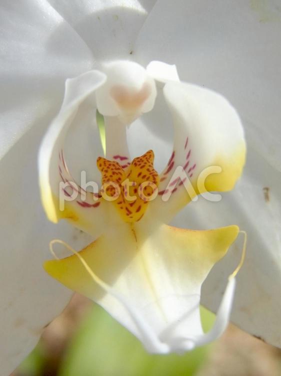 温室の胡蝶蘭・花芯部分のアップ ラン,胡蝶蘭,花の写真素材