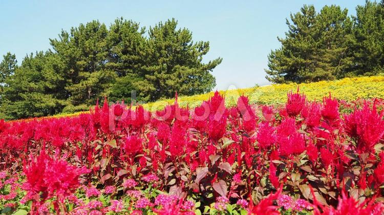 夏の葛西臨海公園・ケイトウの花・東京都 夏,ケイトウ,花の写真素材