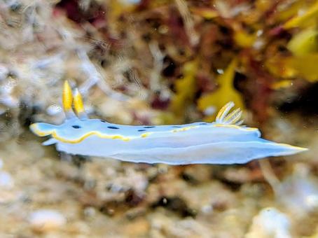 ウミウシ ウミウシ,海の生き物,海の写真素材