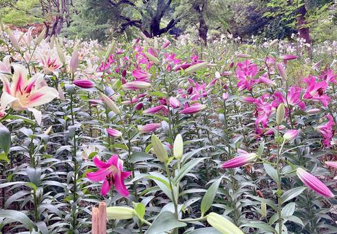 ユリ ユリ ユリ,百合,緑の写真素材