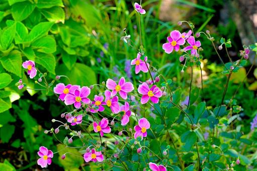 ピンクの花びらが可愛い シュウメイギク ピンクの花びらが可愛い シュウメイギク シュウメイギク,秋明菊,花の写真素材