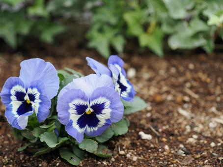 パンジー （青系）の写真