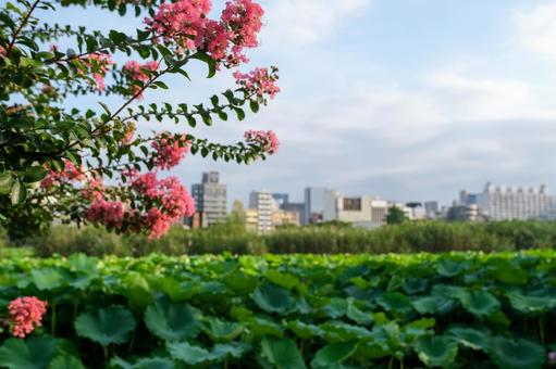 不忍池の風景 上野,上野恩賜公園,不忍池の写真素材