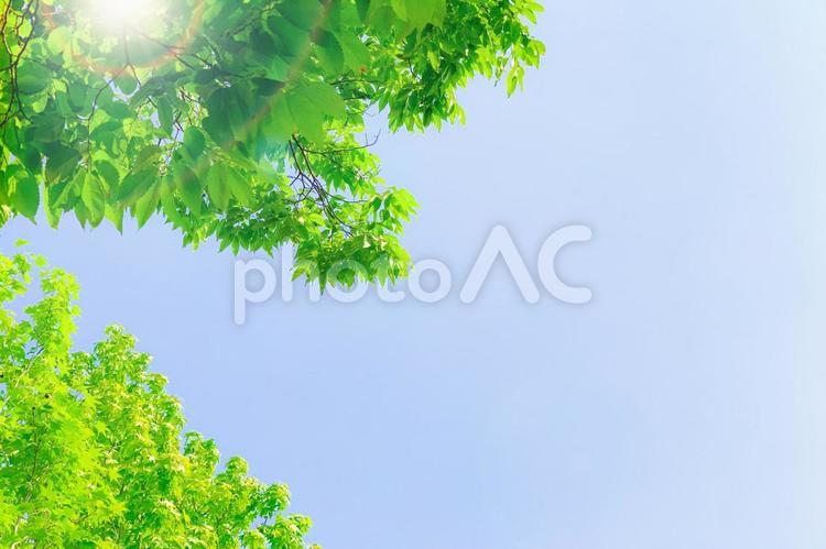 見上げた新緑と青空 新緑,青空,緑の写真素材