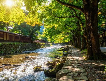 夏の川沿い石畳と新緑のもみじ日本の風景1 夏の川沿い石畳と新緑のもみじ日本の風景1の写真