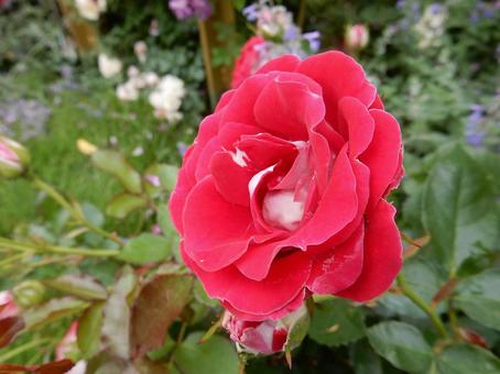 【薔薇の写真】バラの花 【薔薇の写真】バラの花 の写真