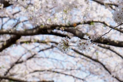 桜の花のある風景 桜の花のある風景の写真