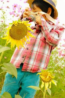 ヒマワリ ヒマワリ,男の子,カメラの写真素材