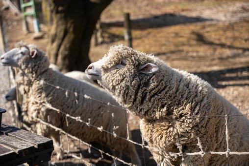 日差しの牧場で佇む羊 羊,ヒツジ,動物の写真素材