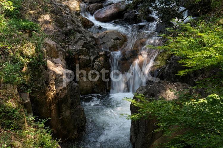 森の中の段差の小さな滝 滝,水,自然の写真素材