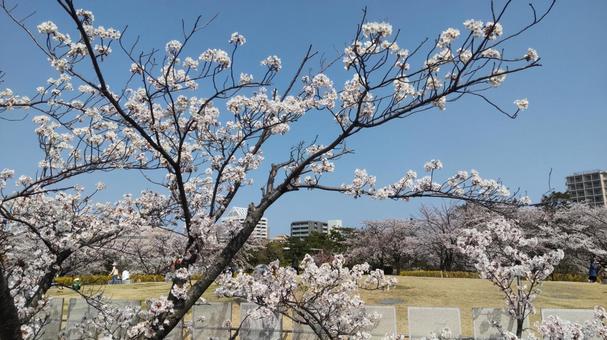 青い空に浮かぶ桜の写真