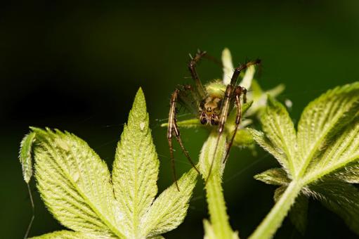 葉の上にいるハナオニグモ 葉の上にいるハナオニグモ 昆虫,虫,自然の写真素材