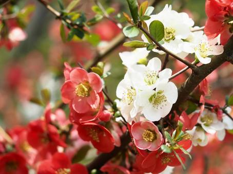 Red and white Japanese quince flower, JPG