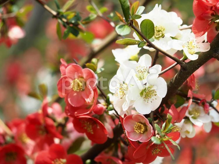 赤と白のボケの花 ボケ,赤,白の写真素材