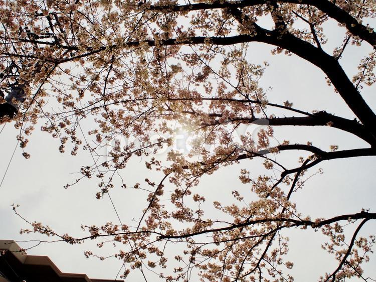 サクラから木漏れ日 サクラ,桜,日の写真素材