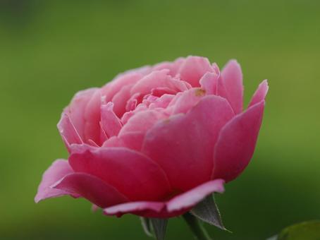 バラ園にてピンクの薔薇を撮りましたの写真