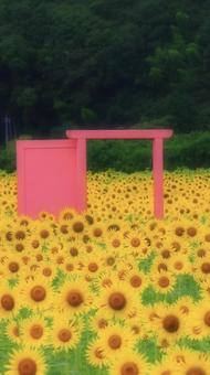 あなたに会いたい あなたに会いたいの写真