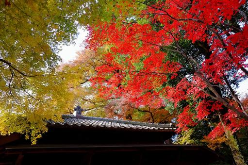 紅葉 紅葉の写真