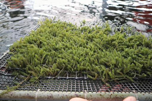 水面で育つ鮮やかな海ぶどう 海ぶどう,クビレヅタ,海の幸の写真素材