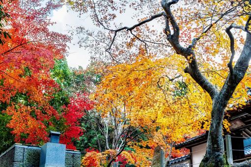 宝福寺の紅葉 宝福寺の紅葉 もみじ,美しい,カラフルの写真素材