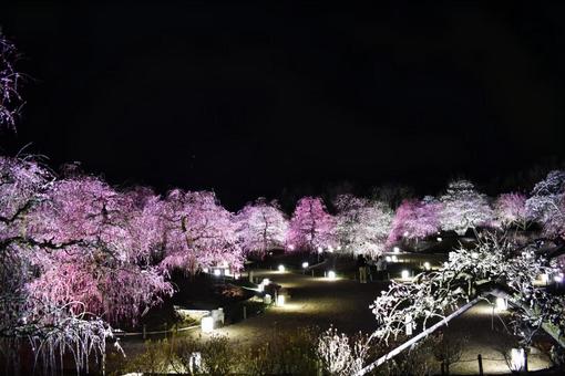 梅 梅の写真