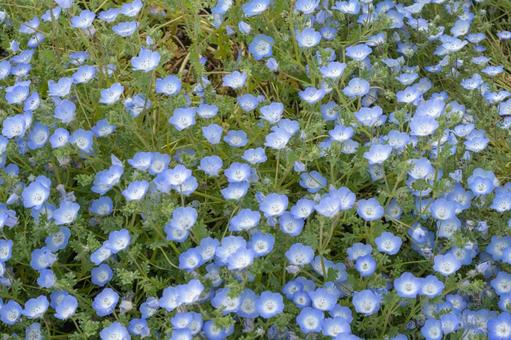 小さくてかわいいネモフィラの花 小さくてかわいいネモフィラの花の写真