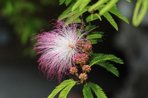 Photo, nemnock, wood, flower, 