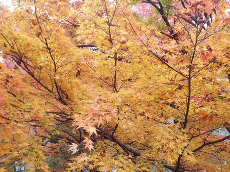 【紅葉写真】美しい紅葉 紅葉,自然,風景の写真素材