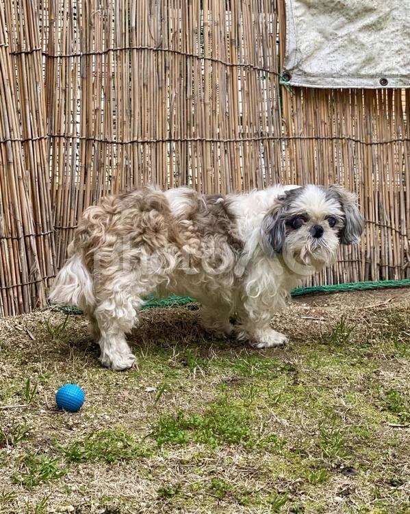 庭でこちらを見てくるシーズーわんこ様 犬,シーズー,可愛いの写真素材