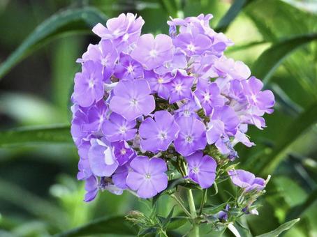 きれいな花 きれいな花の写真