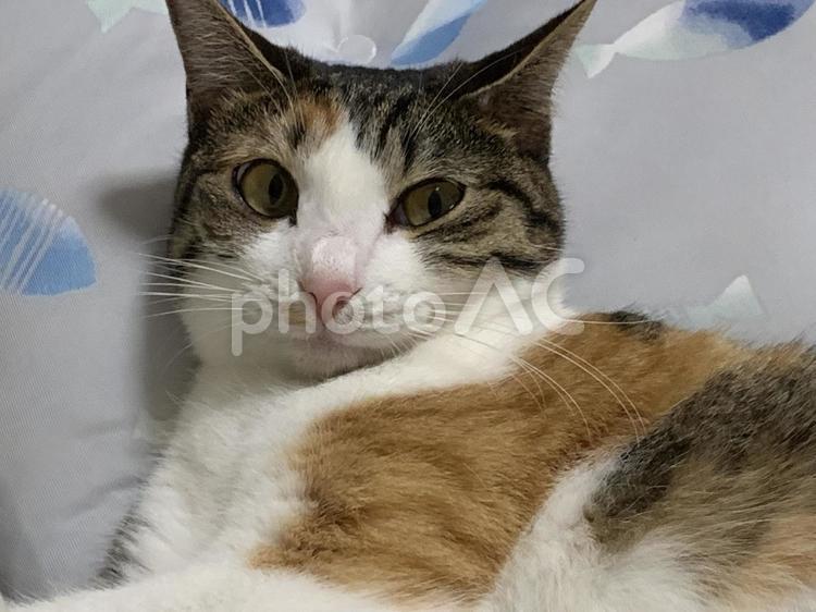 猫ですが何か？ 猫,癒し,三毛猫の写真素材