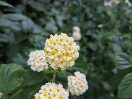 シチヘンゲ（白） シチヘンゲ,ランタナ,花の写真素材