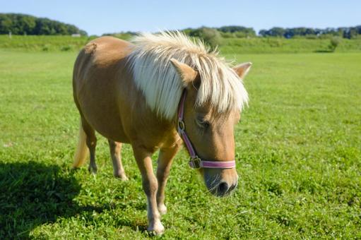 ミニチュアホース ミニチュアホース ミニチュアホース,馬,小さい馬の写真素材