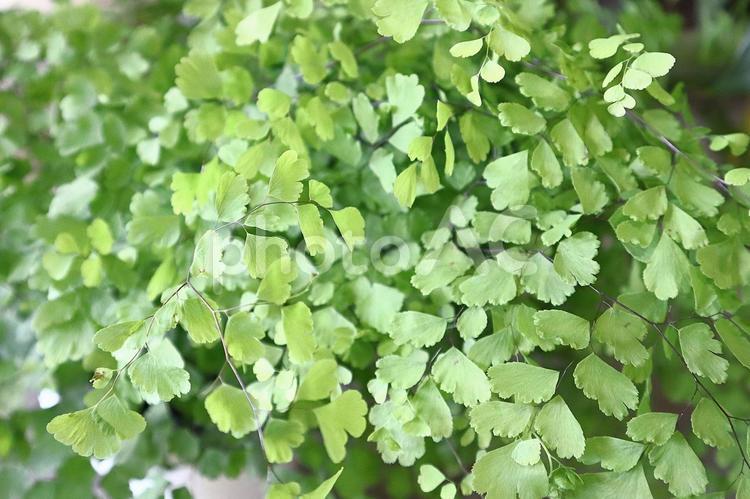 植物　アジアンタム アジアンタム,植物,葉の写真素材