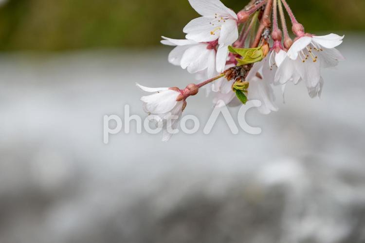 静けさに包まれた桜のひと枝 桜,ソメイヨシノ,花の写真素材