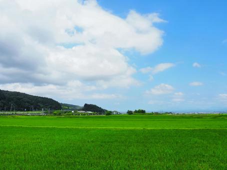 夏の景色16 夏の景色16 田,田んぼ,稲の写真素材