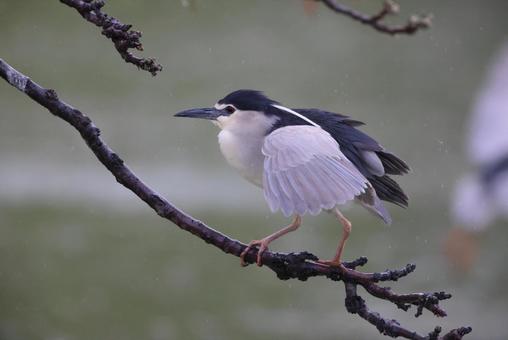 ゴイサギの写真