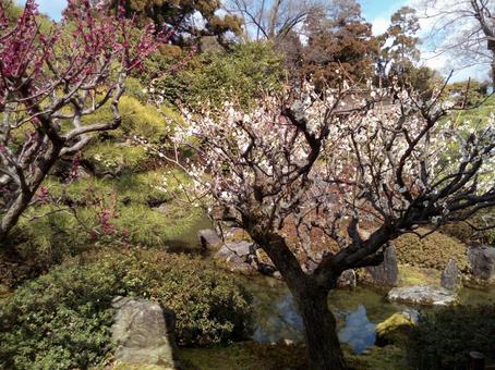 梅の花 梅の花の写真