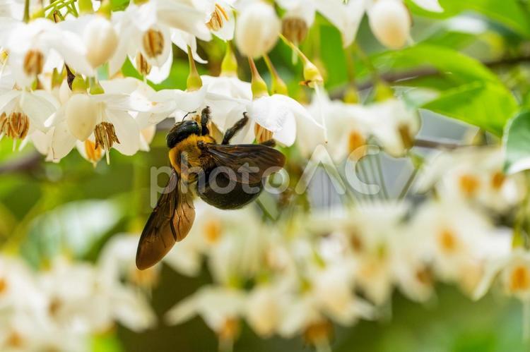 エゴノキとクマバチ(30) 春,花,エゴノキの写真素材