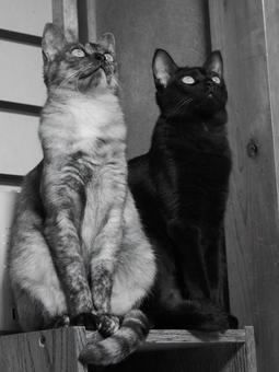 見上げる猫 見上げる猫の写真