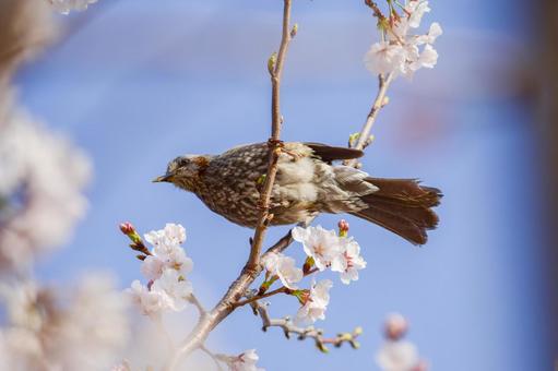 ヒヨドリと桜 ヒヨドリと桜 ヒヨドリ,桜,鳥の写真素材
