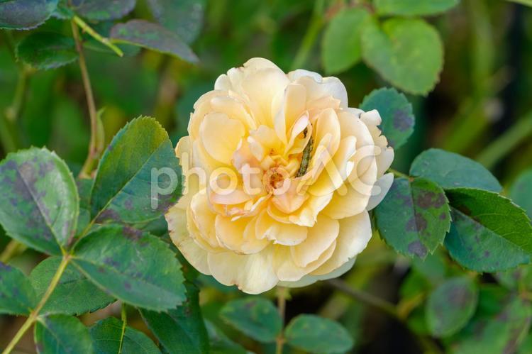 優しい色合いのバラと小さな訪問者 バラ,花,花びらの写真素材