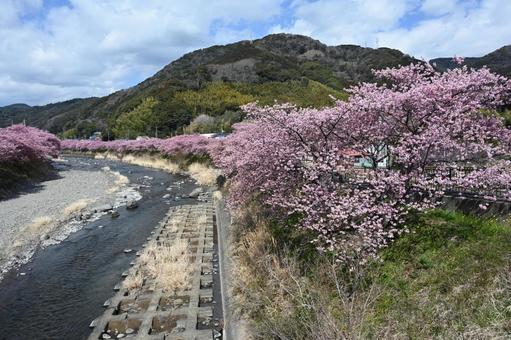 桜並木と川:伊豆河津桜 桜並木と川:伊豆河津桜の写真